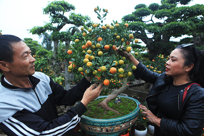 Đẹp mê hồn, quất tiểu cảnh cây đa giếng nước sân đình